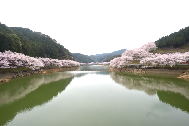 武雄市 庭木ダム湖と桜
